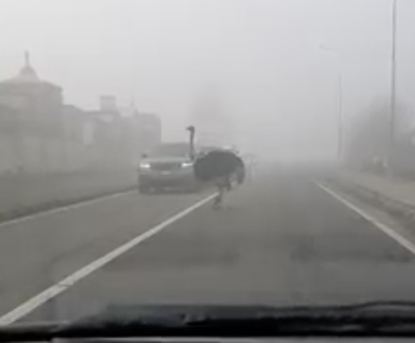 Uno struzzo a spasso nella nebbia sulla ex statale